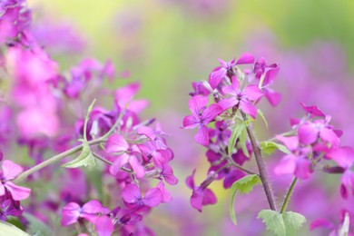 Photo of Many beautiful flowers growing outdoors in spring, closeup