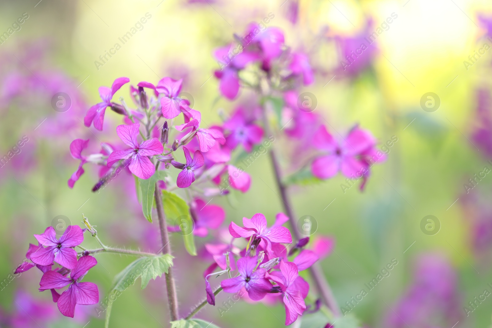 Many beautiful flowers growing outdoors in spring, closeup. Space for text Photo of Many beautiful flowers growing outdoors in spring, closeup. Space for text