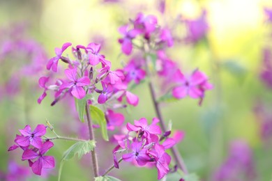 Photo of Many beautiful flowers growing outdoors in spring, closeup. Space for text