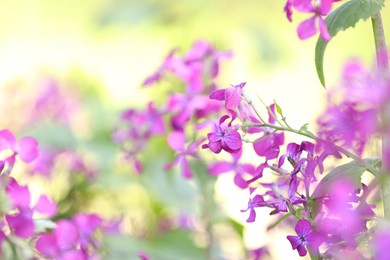 Photo of Many beautiful flowers growing outdoors in spring, closeup. Space for text