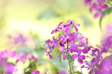 Photo of Many beautiful flowers growing outdoors in spring, closeup. Space for text