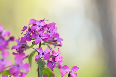 Photo of Many beautiful flowers growing outdoors in spring, closeup. Space for text