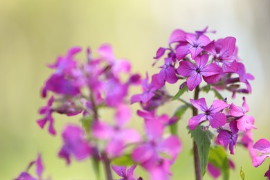 Photo of Many beautiful flowers growing outdoors in spring, closeup