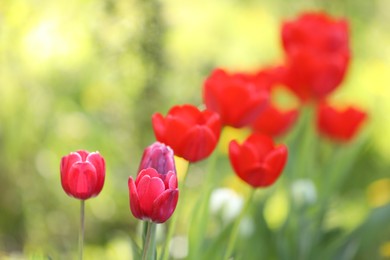 Photo of Many beautiful tulips growing outdoors in spring, closeup