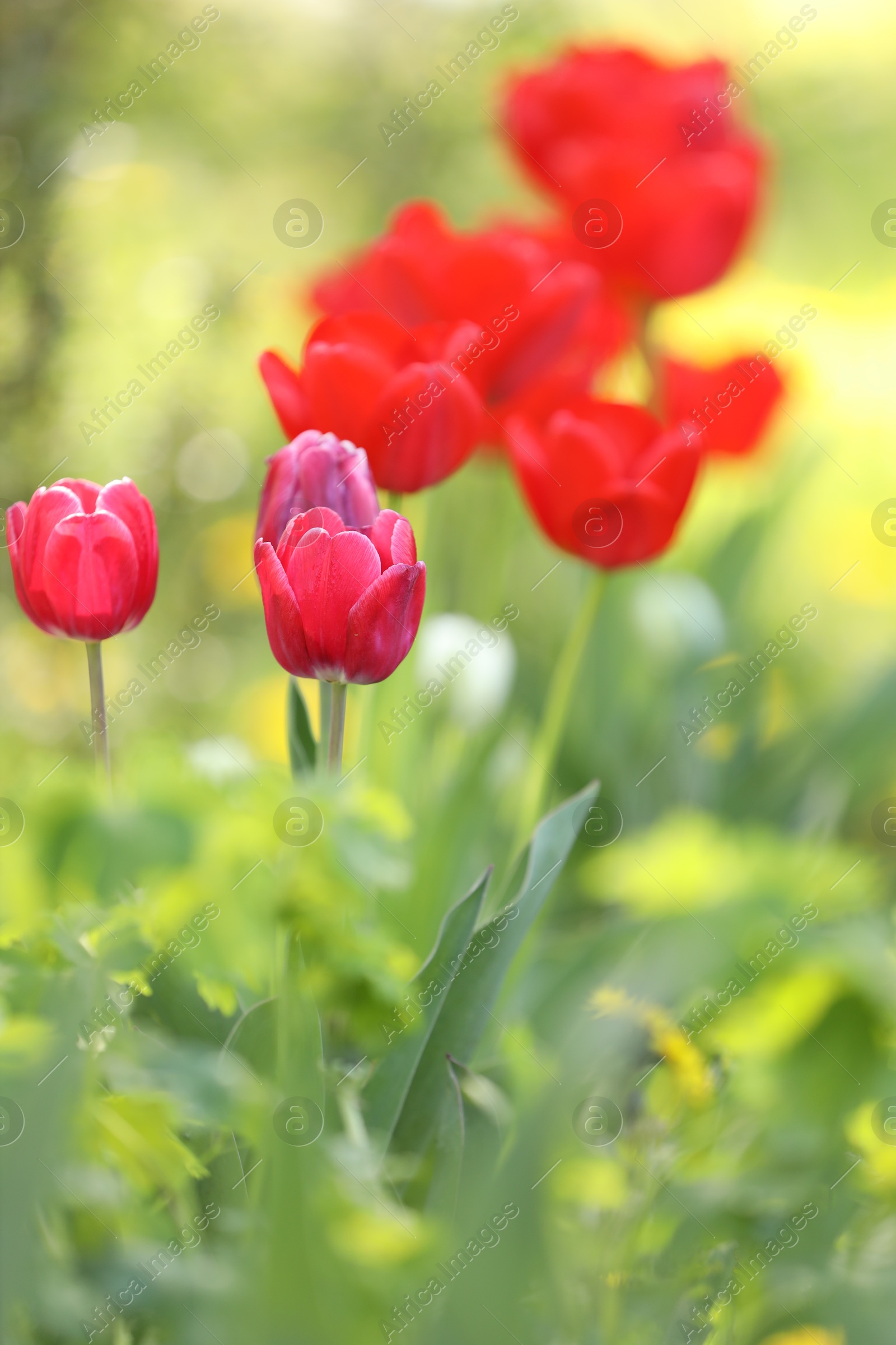 Many beautiful tulips growing outdoors in spring, closeup Photo of Many beautiful tulips growing outdoors in spring, closeup