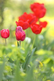Photo of Many beautiful tulips growing outdoors in spring, closeup