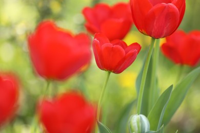 Photo of Many beautiful tulips growing outdoors in spring, closeup