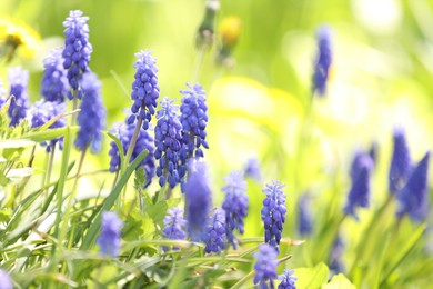 Photo of Many beautiful flowers growing outdoors in spring, closeup. Space for text