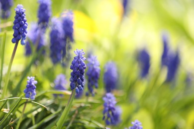 Photo of Many beautiful flowers growing outdoors in spring, closeup. Space for text