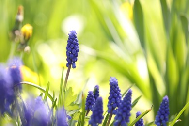 Photo of Many beautiful flowers growing outdoors in spring, closeup