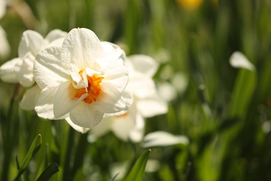 Photo of Beautiful flowers growing outdoors in spring, closeup. Space for text