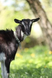 Photo of Cute goat grazing in meadow on sunny day