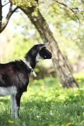 Photo of Cute goat grazing in meadow on sunny day, space for text