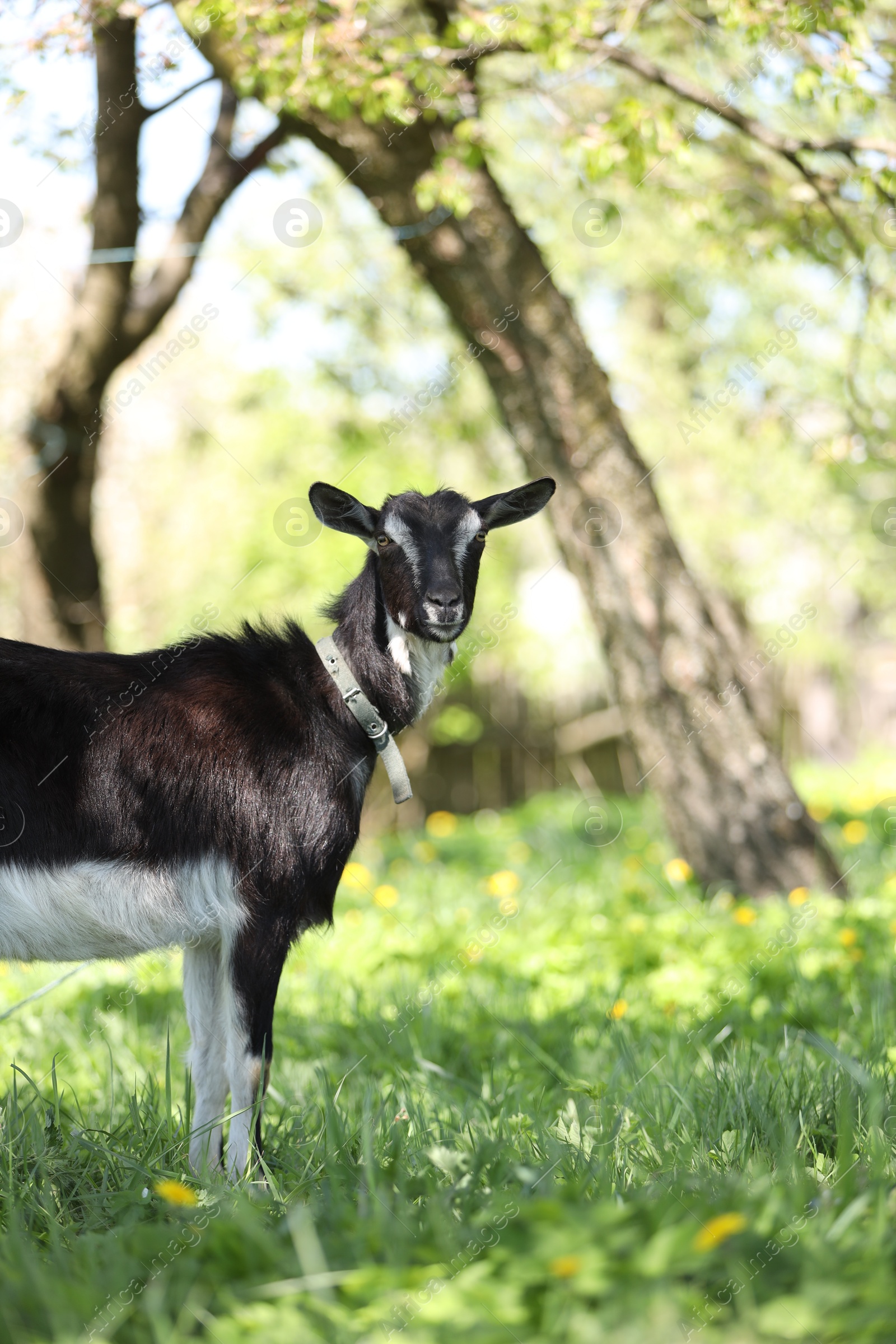 Cute goat grazing in meadow on sunny day, space for text Photo of Cute goat grazing in meadow on sunny day, space for text