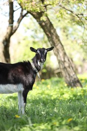 Photo of Cute goat grazing in meadow on sunny day, space for text
