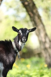 Photo of Cute goat grazing in meadow on sunny day