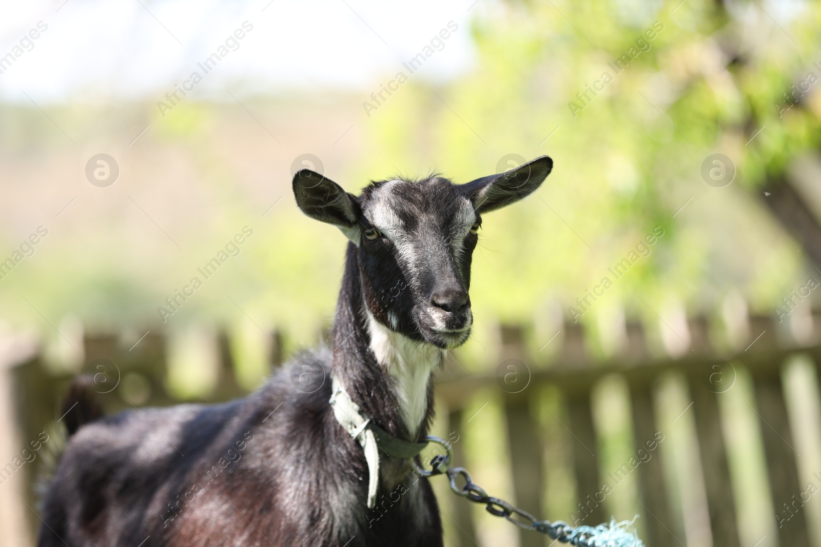 Cute goat grazing at farm on sunny day, space for text Photo of Cute goat grazing at farm on sunny day, space for text