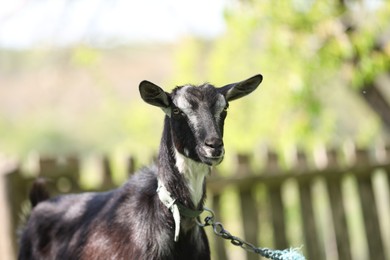 Photo of Cute goat grazing at farm on sunny day, space for text