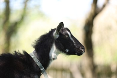 Photo of Cute goat grazing at farm on sunny day