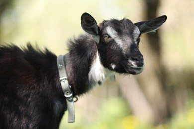 Photo of Cute goat grazing in meadow on sunny day
