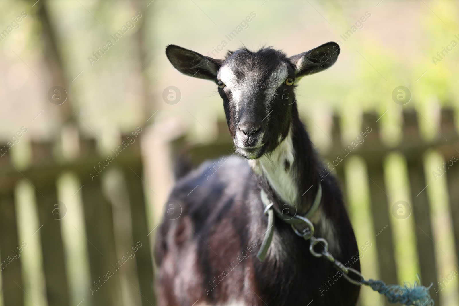 Cute goat grazing at farm on sunny day, space for text Photo of Cute goat grazing at farm on sunny day, space for text