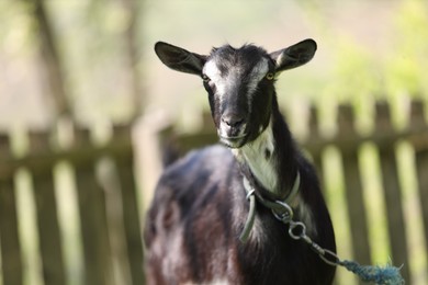 Photo of Cute goat grazing at farm on sunny day, space for text