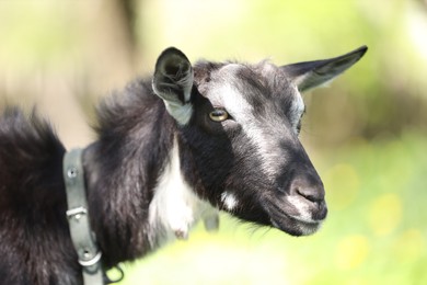Photo of Cute goat grazing in meadow on sunny day