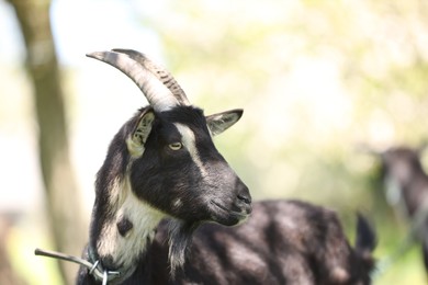 Photo of Cute goat grazing in meadow on sunny day