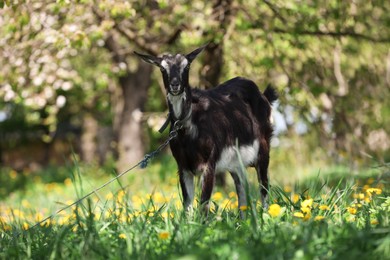 Photo of Cute goat grazing in meadow on sunny day