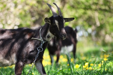 Photo of Cute goats grazing in meadow on sunny day, space for text