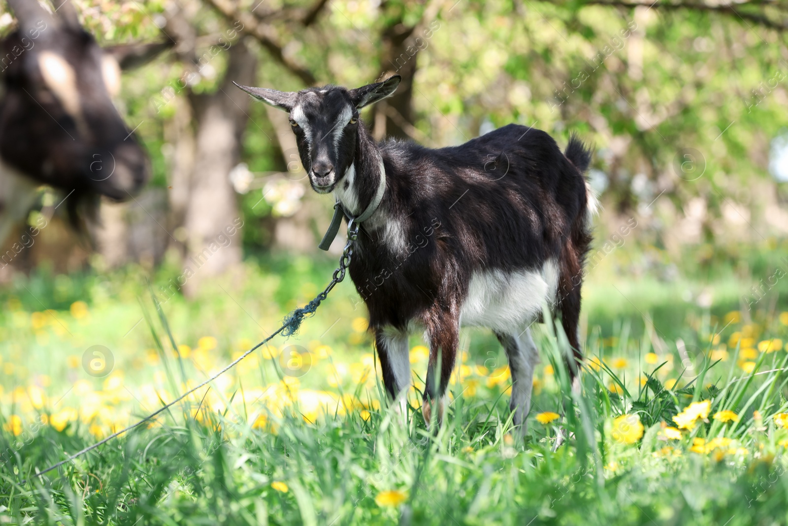 Cute goat grazing in meadow on sunny day Photo of Cute goat grazing in meadow on sunny day