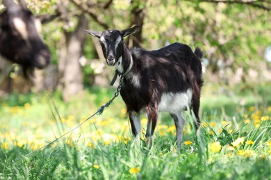Photo of Cute goat grazing in meadow on sunny day