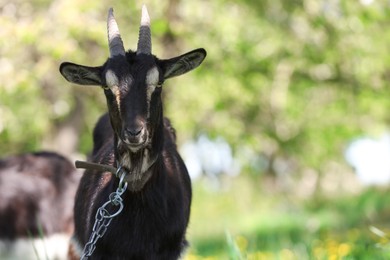 Photo of Cute goat grazing in meadow on sunny day, space for text