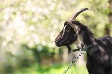 Photo of Cute goat grazing in meadow on sunny day, space for text