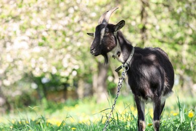 Photo of Cute goat grazing in meadow on sunny day, space for text