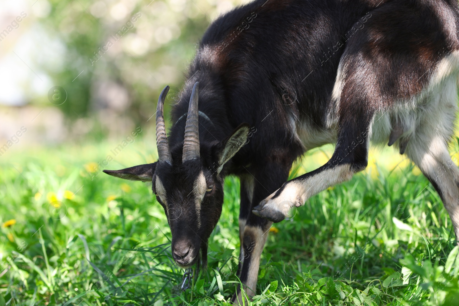 Cute goat grazing in meadow on sunny day, space for text Photo of Cute goat grazing in meadow on sunny day, space for text