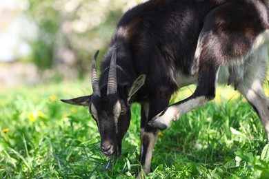 Photo of Cute goat grazing in meadow on sunny day, space for text