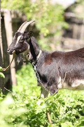 Photo of Cute goat grazing in meadow on sunny day