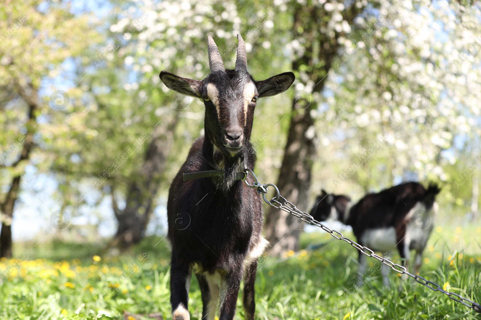 Cute goats grazing in meadow on sunny day Photo of Cute goats grazing in meadow on sunny day
