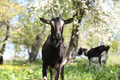 Photo of Cute goats grazing in meadow on sunny day
