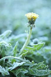 Photo of Yellow dandelion covered with frost outdoors, closeup
