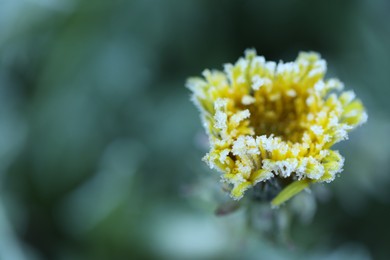 Photo of Yellow dandelion covered with frost outdoors, closeup. Space for text