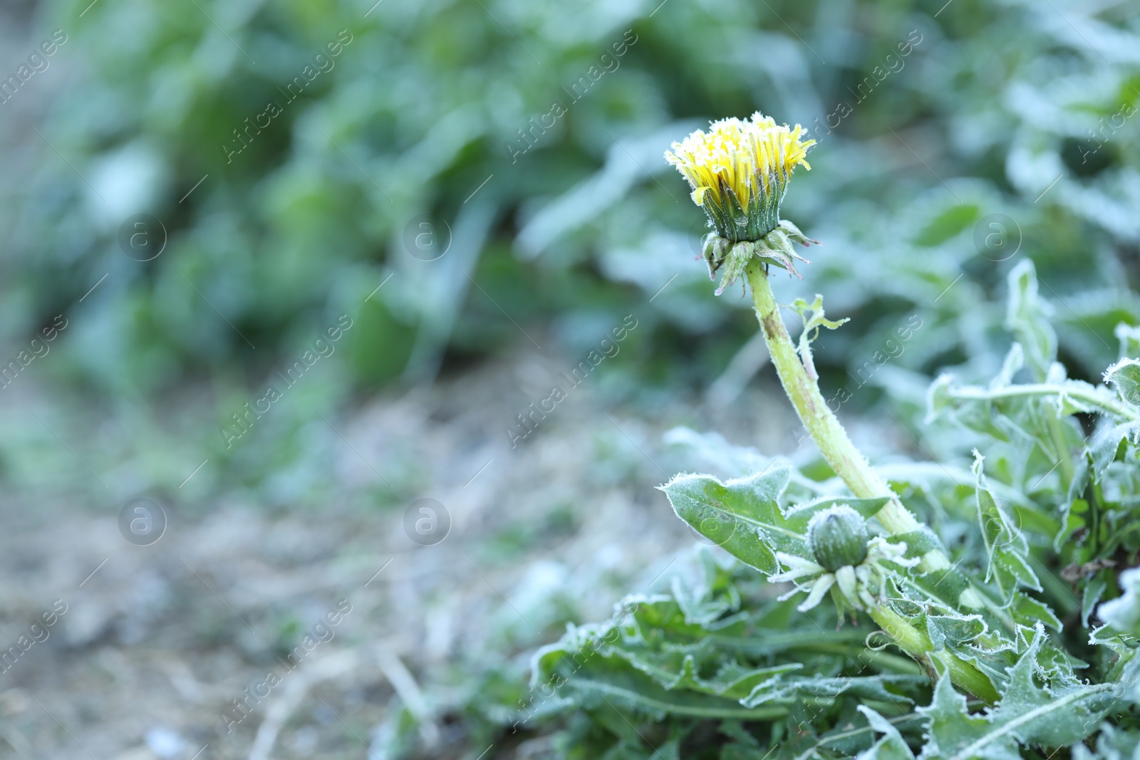 Yellow dandelion covered with frost outdoors, closeup. Space for text Photo of Yellow dandelion covered with frost outdoors, closeup. Space for text