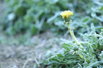 Photo of Yellow dandelion covered with frost outdoors, closeup. Space for text