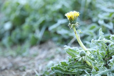 Photo of Yellow dandelion covered with frost outdoors, closeup. Space for text