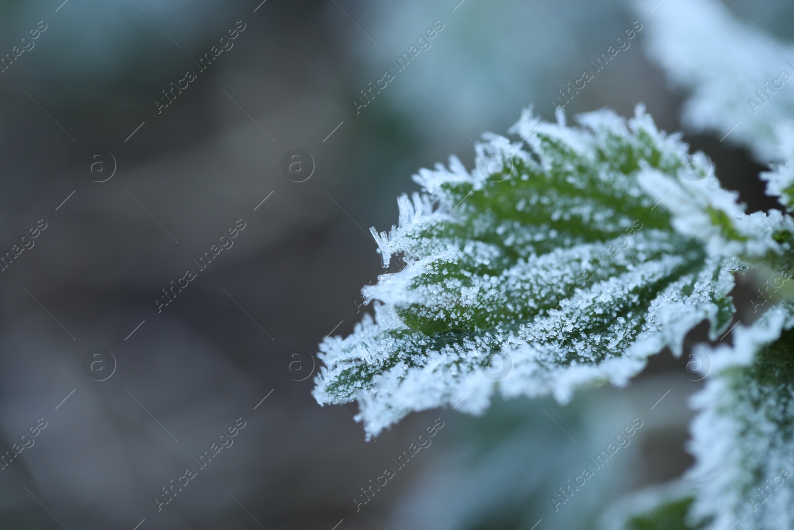 Green leaf covered with frost outdoors, closeup. Space for text Photo of Green leaf covered with frost outdoors, closeup. Space for text