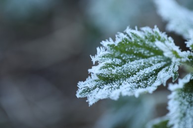 Photo of Green leaf covered with frost outdoors, closeup. Space for text
