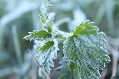 Photo of Green leaves covered with frost outdoors, closeup