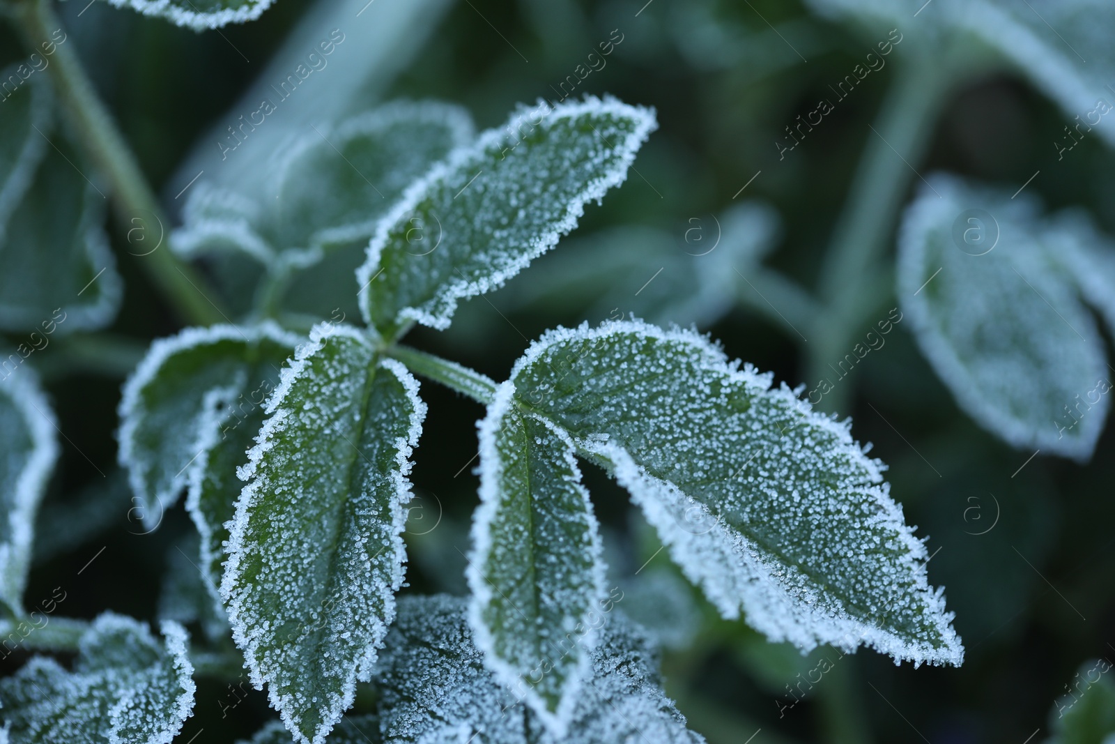 Green leaves covered with frost outdoors, closeup Photo of Green leaves covered with frost outdoors, closeup