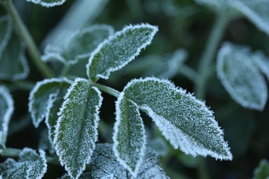 Photo of Green leaves covered with frost outdoors, closeup